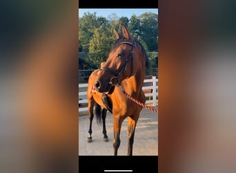 Zangersheider, Wallach, 5 Jahre, 157 cm, Dunkelbrauner