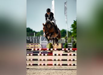 Zangersheider, Wallach, 5 Jahre, 159 cm, Rotbrauner