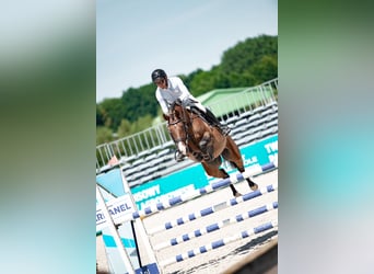 Zangersheider, Wallach, 5 Jahre, 159 cm, Rotbrauner