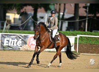 Zangersheider, Wallach, 5 Jahre, 160 cm, Brauner