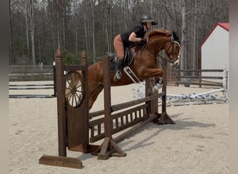 Zangersheider, Wallach, 5 Jahre, 160 cm, Dunkelfuchs
