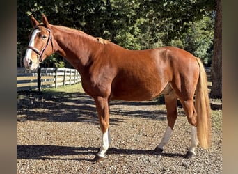 Zangersheider, Wallach, 5 Jahre, 160 cm, Dunkelfuchs