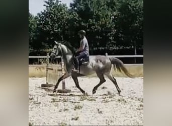 Zangersheider, Wallach, 5 Jahre, 162 cm, Schimmel