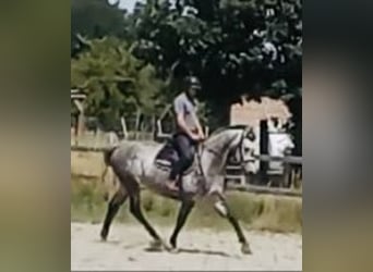 Zangersheider, Wallach, 5 Jahre, 162 cm, Schimmel