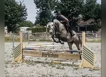 Zangersheider, Wallach, 5 Jahre, 162 cm, Schimmel