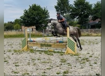 Zangersheider, Wallach, 5 Jahre, 162 cm, Schimmel