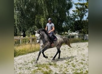 Zangersheider, Wallach, 5 Jahre, 162 cm, Schimmel