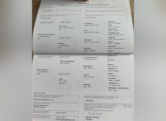 Zangersheider, Wallach, 5 Jahre, 162 cm, Schimmel