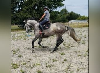 Zangersheider, Wallach, 5 Jahre, 162 cm, Schimmel