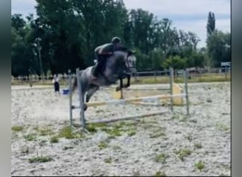 Zangersheider, Wallach, 5 Jahre, 162 cm, Schimmel