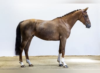 Zangersheider, Wallach, 5 Jahre, 163 cm, Fuchs