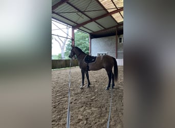 Zangersheider, Wallach, 5 Jahre, 164 cm, Schimmel