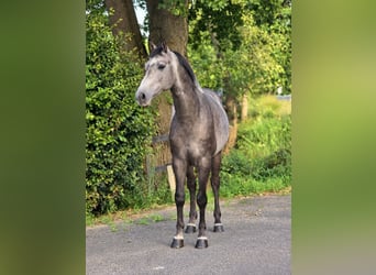 Zangersheider, Wallach, 5 Jahre, 164 cm, White