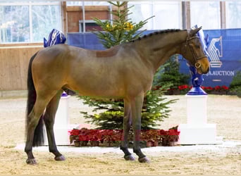 Zangersheider, Wallach, 5 Jahre, 165 cm, Brauner