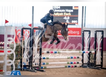 Zangersheider, Wallach, 5 Jahre, 165 cm, Brauner