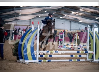 Zangersheider, Wallach, 5 Jahre, 165 cm, Brauner