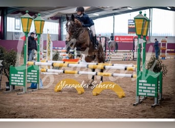 Zangersheider, Wallach, 5 Jahre, 165 cm, Brauner