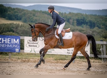 Zangersheider, Wallach, 5 Jahre, 165 cm, Brauner