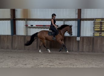 Zangersheider, Wallach, 5 Jahre, 165 cm, Brauner
