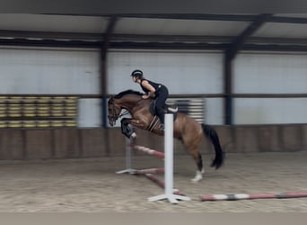 Zangersheider, Wallach, 5 Jahre, 165 cm, Brauner