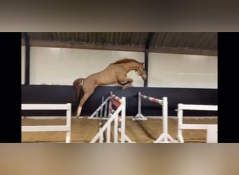 Zangersheider, Wallach, 5 Jahre, 165 cm, Fuchs