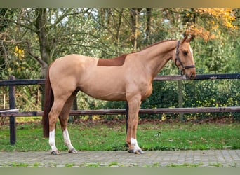 Zangersheider, Wallach, 5 Jahre, 165 cm, Fuchs