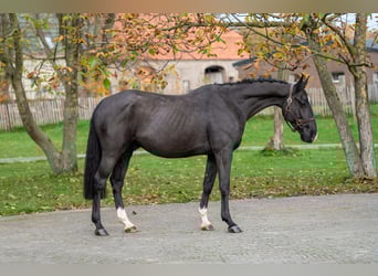 Zangersheider, Wallach, 5 Jahre, 165 cm, Rappe