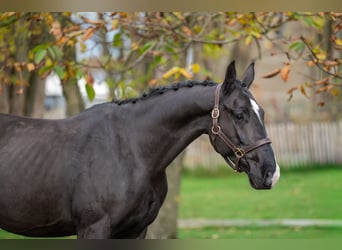 Zangersheider, Wallach, 5 Jahre, 165 cm, Rappe