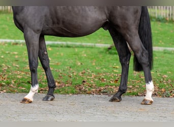 Zangersheider, Wallach, 5 Jahre, 165 cm, Rappe