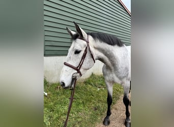 Zangersheider, Wallach, 5 Jahre, 165 cm, Schimmel