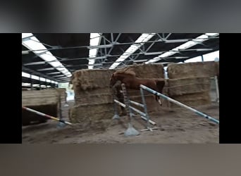 Zangersheider, Wallach, 5 Jahre, 165 cm