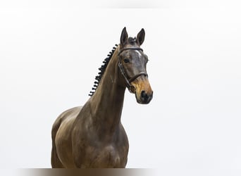 Zangersheider, Wallach, 5 Jahre, 165 cm