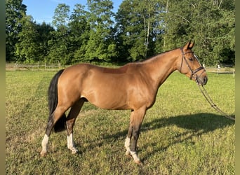Zangersheider, Wallach, 5 Jahre, 166 cm, Brauner