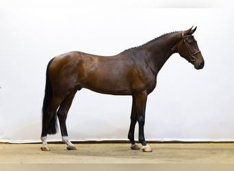 Zangersheider, Wallach, 5 Jahre, 166 cm, Brauner