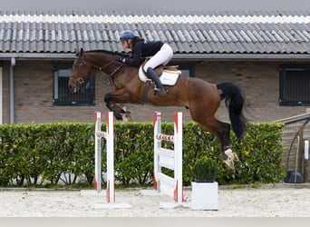Zangersheider, Wallach, 5 Jahre, 166 cm, Brauner