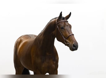 Zangersheider, Wallach, 5 Jahre, 166 cm, Brauner