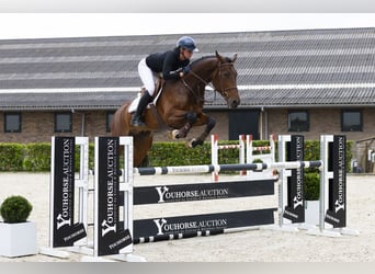 Zangersheider, Wallach, 5 Jahre, 166 cm, Brauner