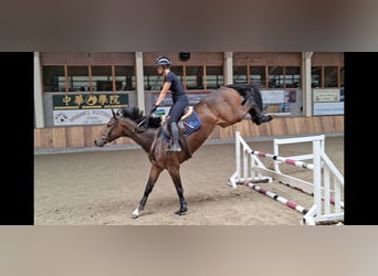 Zangersheider, Wallach, 5 Jahre, 166 cm, Dunkelbrauner
