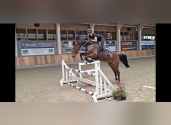 Zangersheider, Wallach, 5 Jahre, 166 cm, Dunkelbrauner