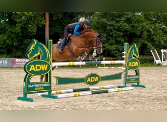 Zangersheider, Wallach, 5 Jahre, 166 cm, Dunkelfuchs