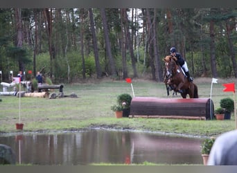 Zangersheider, Wallach, 5 Jahre, 166 cm, Fuchs
