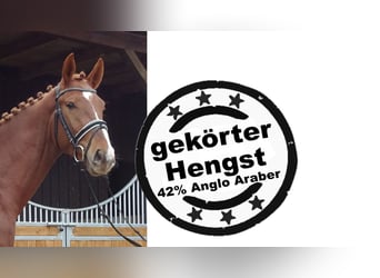 Zangersheider, Wallach, 5 Jahre, 166 cm, Fuchs