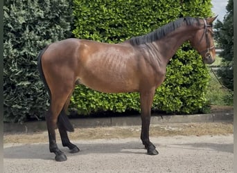 Zangersheider, Wallach, 5 Jahre, 167 cm, Brauner