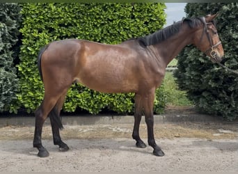 Zangersheider, Wallach, 5 Jahre, 167 cm, Brauner
