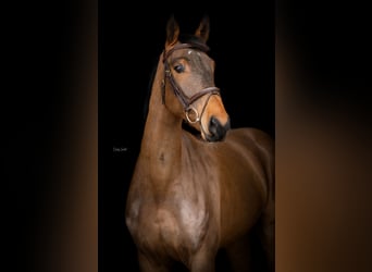 Zangersheider, Wallach, 5 Jahre, 167 cm, Brauner