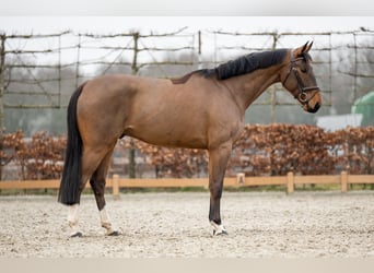 Zangersheider, Wallach, 5 Jahre, 167 cm, Brauner