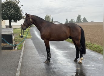 Zangersheider, Wallach, 5 Jahre, 167 cm, Dunkelbrauner