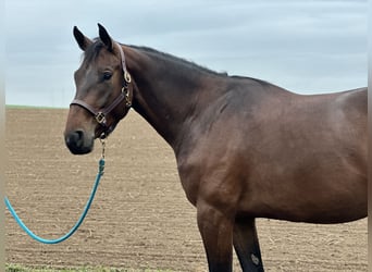 Zangersheider, Wallach, 5 Jahre, 167 cm, Dunkelbrauner