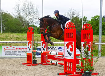 Zangersheider, Wallach, 5 Jahre, 167 cm, Dunkelbrauner