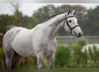 Zangersheider, Wallach, 5 Jahre, 167 cm, Schimmel